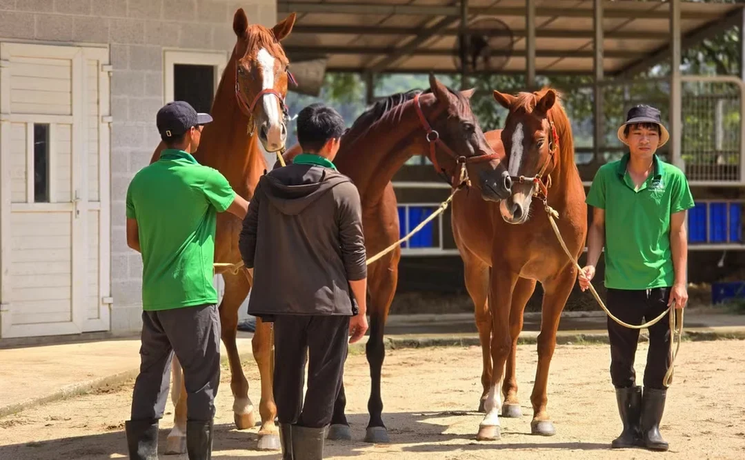 huấn luyện ngựa đua theo lộ trình chuyên biệt cho từng cá thể