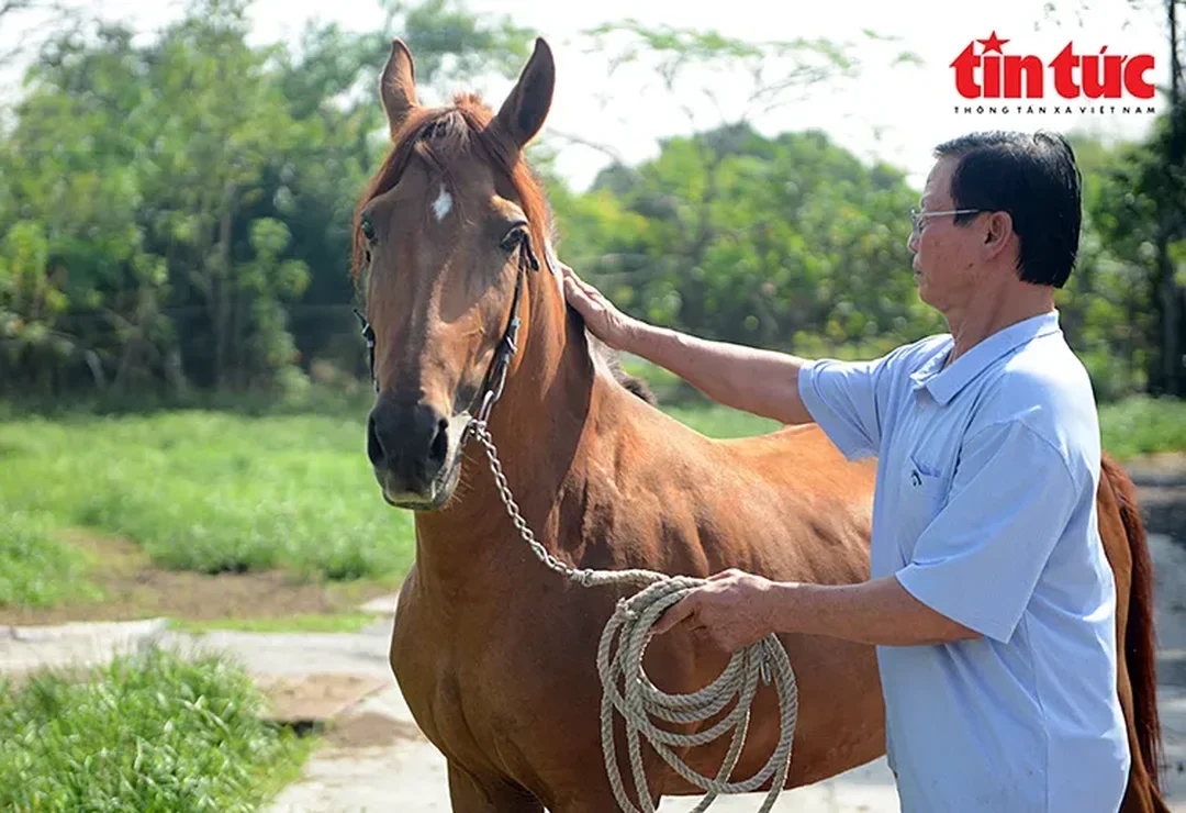 quá trình huấn luyện ngựa đua và chăm sóc ngựa trên đường tập