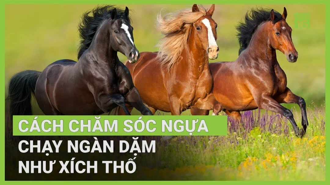 video chăm sóc và theo dõi thể trạng ngựa chạy khỏe